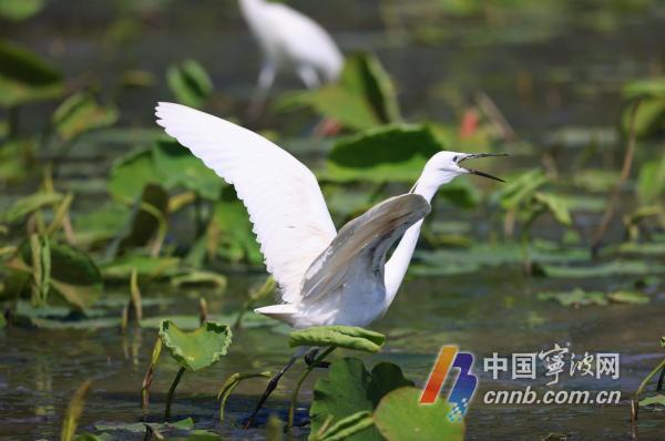 Garças habitam o Lago Dongqian