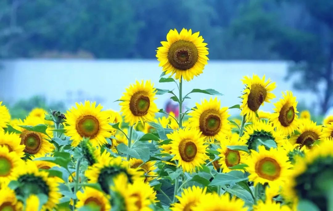 Haverá chuvas ou trovoadas em Ningbo durante o solstício de verão hoje