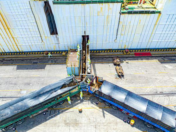 A área portuária de Ningbo inaugurou o primeiro lote de gado vivo importado deste ano e todos foram transferidos para inspeção de quarentena